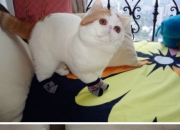 雷火电竞充值-双线争锋，勇士斩落活塞展团队韧性，英格拉姆奥运关键战接管比赛铸个人辉煌