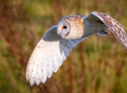 雷火电竞简介-夜王诞生，卡马文加抢七夜的完美主宰